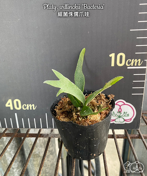 美琪園藝Miki Orchid - 零售詳細頁